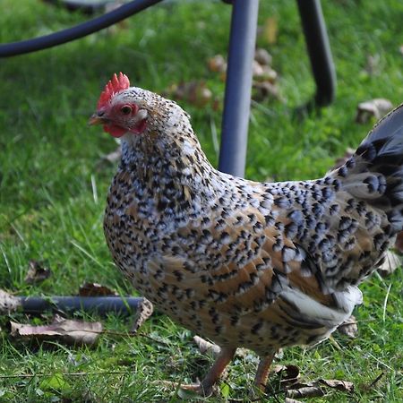 Pension Engelshutt エクステリア 写真